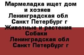 Мармеладка ищет дом и хозяев! - Ленинградская обл., Санкт-Петербург г. Животные и растения » Собаки   . Ленинградская обл.,Санкт-Петербург г.